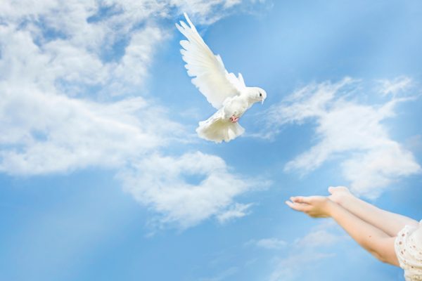 A white dove arrives, flies into the arms of a girl in the blue sky. there are light clouds